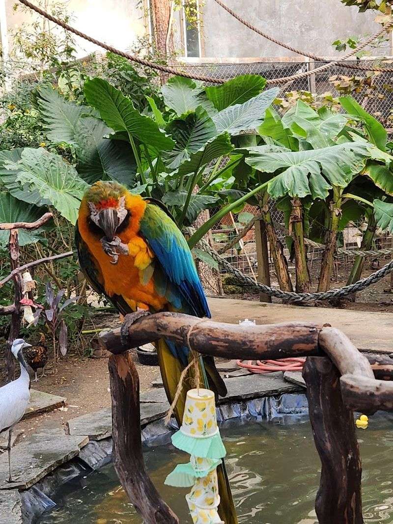 Tropical Birds and the Art of Letting One Land on You