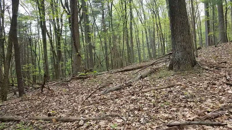 The Old Structures Hidden Deep in the Blue Trail Forest