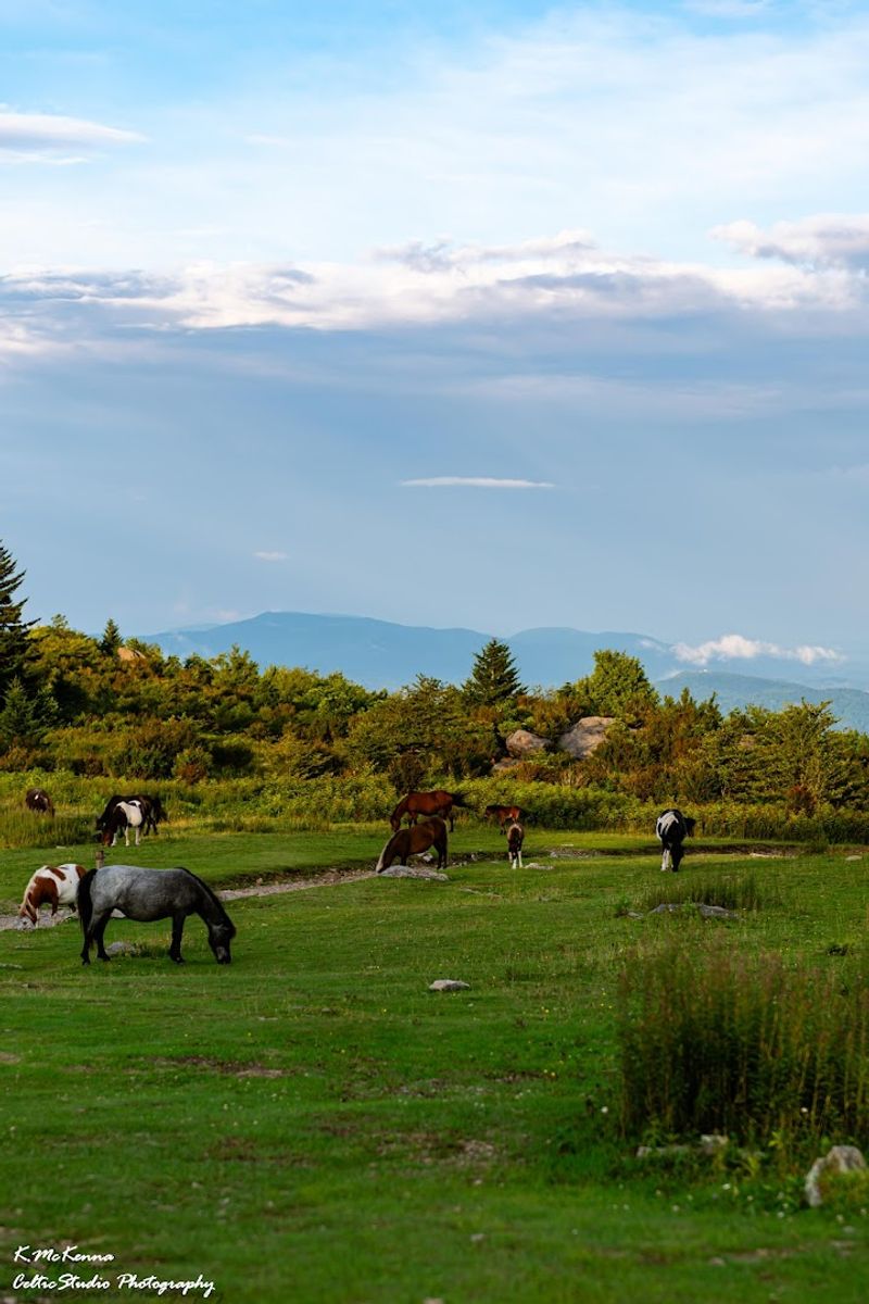 Birdwatching on the Balds: Wings Over the Highlands