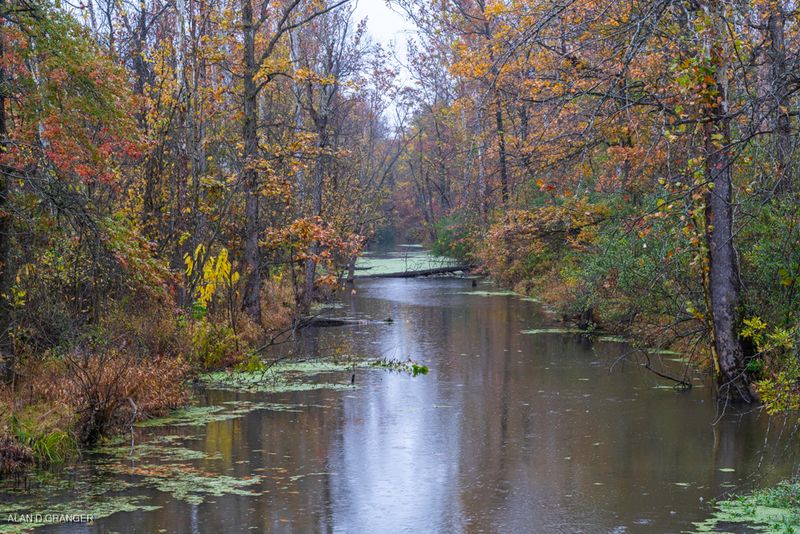White-Tailed Deer Sightings Are Almost Guaranteed