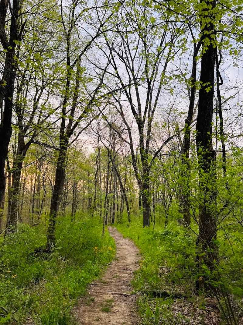 Rich Biodiversity Hidden Inside the Forest Corridors