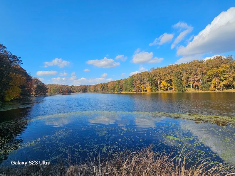 Deep Forest Silence That Actually Recharges You