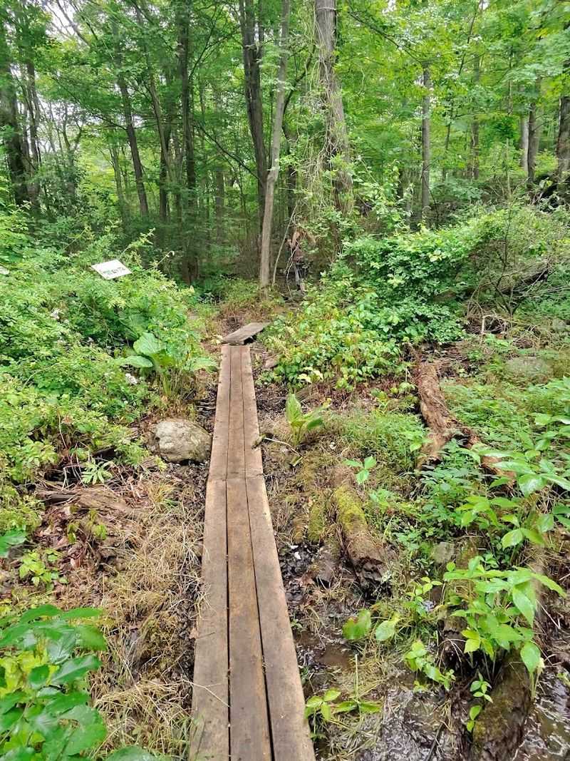 Wildlife, Beavers, and the Living Forest Around You