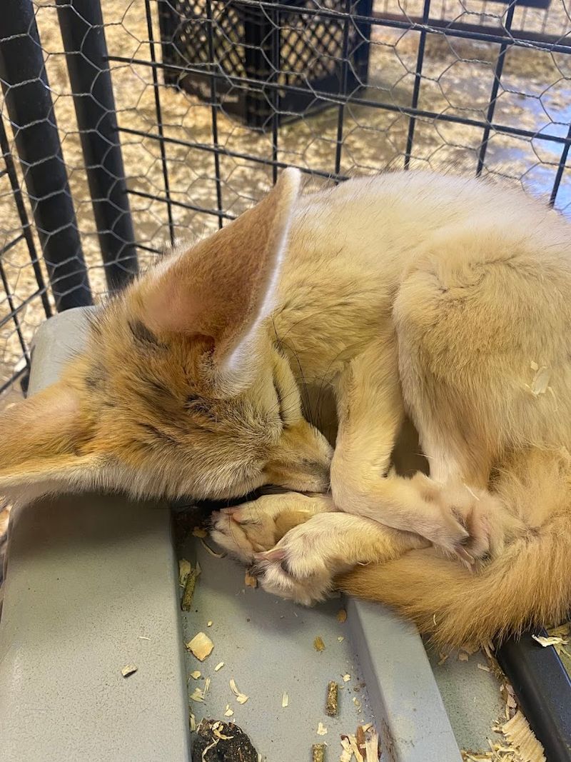 Fennec Foxes Are Tiny and Totally Irresistible