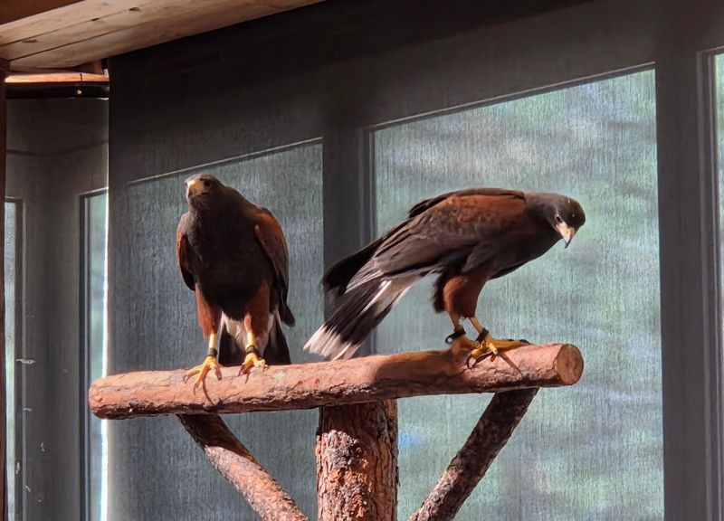 Birds of Prey Raptor Experience