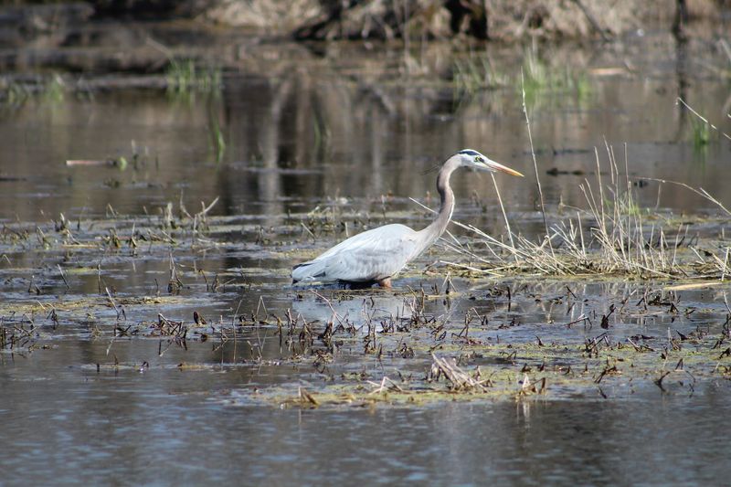 Waterfowl Viewing During Spring and Fall Migration