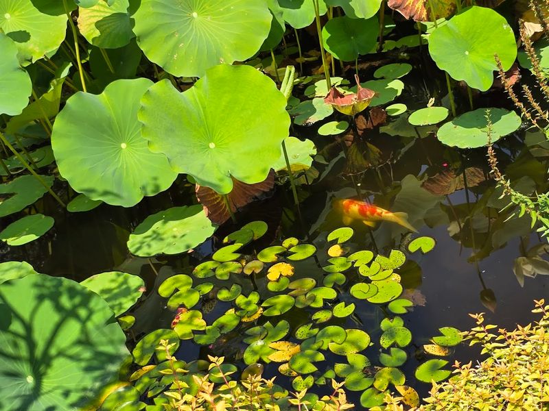 The Koi Pond and Japanese-Style Garden Create Calm