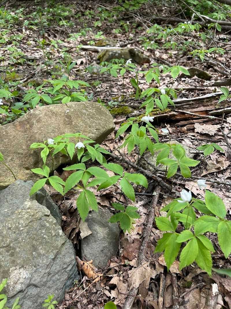 Wildlife Along the Way: More Than Just Trees