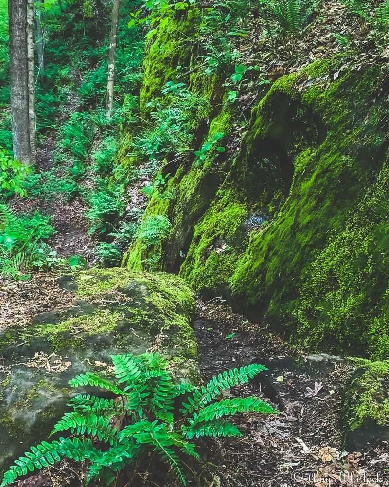 Deep Shade That Keeps Summer Hikes Bearable