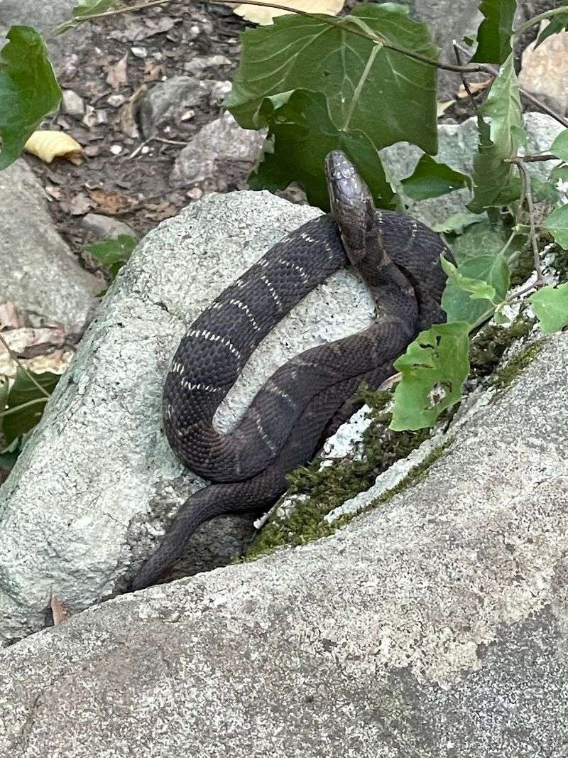 Wildlife and Native Plants Worth Watching For