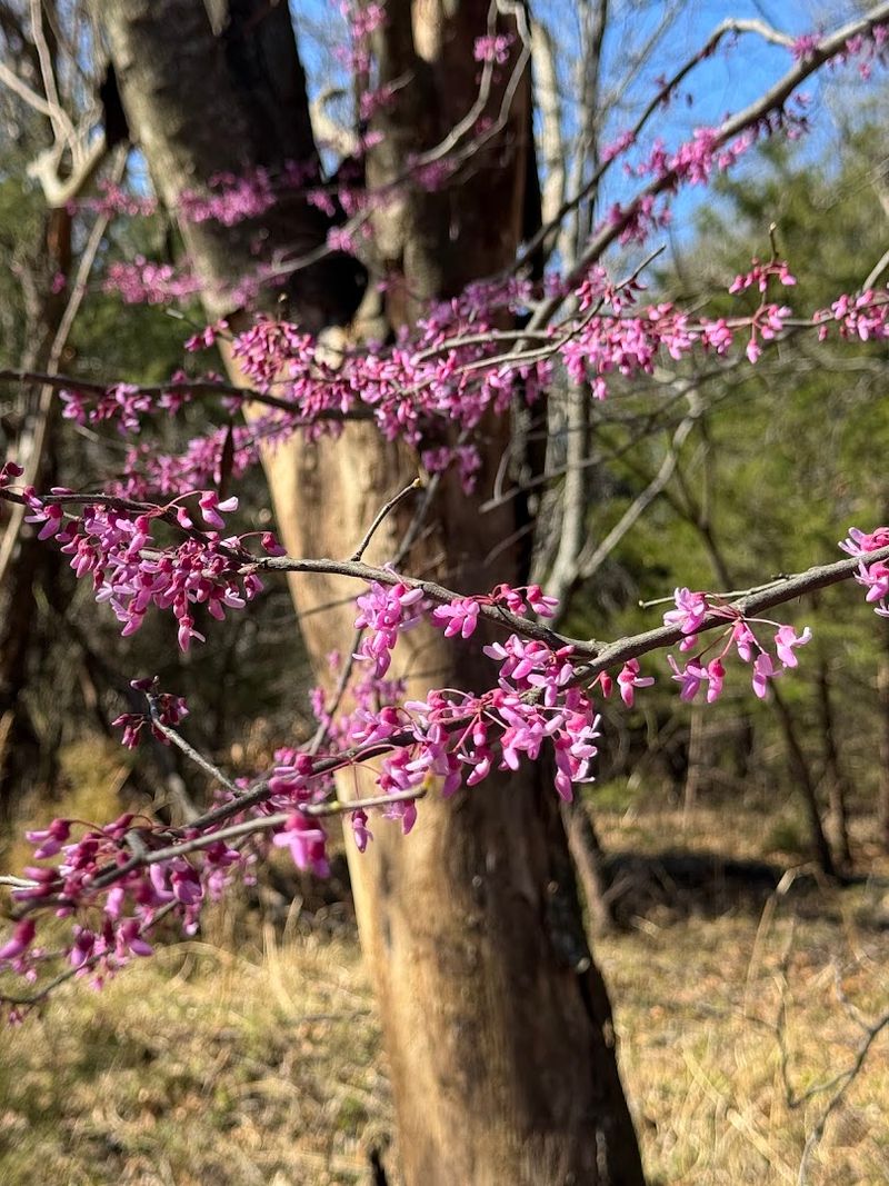 Keystone Ancient Forest, Sand Springs, Oklahoma
