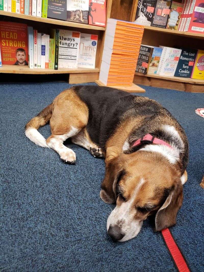 A Cozy Corner Where A Furry Friend Curls Up