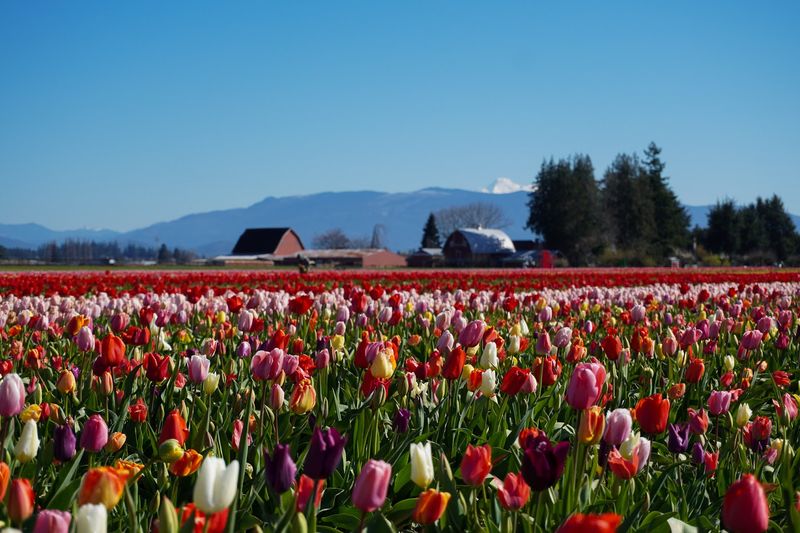 Tulip Town: Family Fun Wrapped in Flower Fields