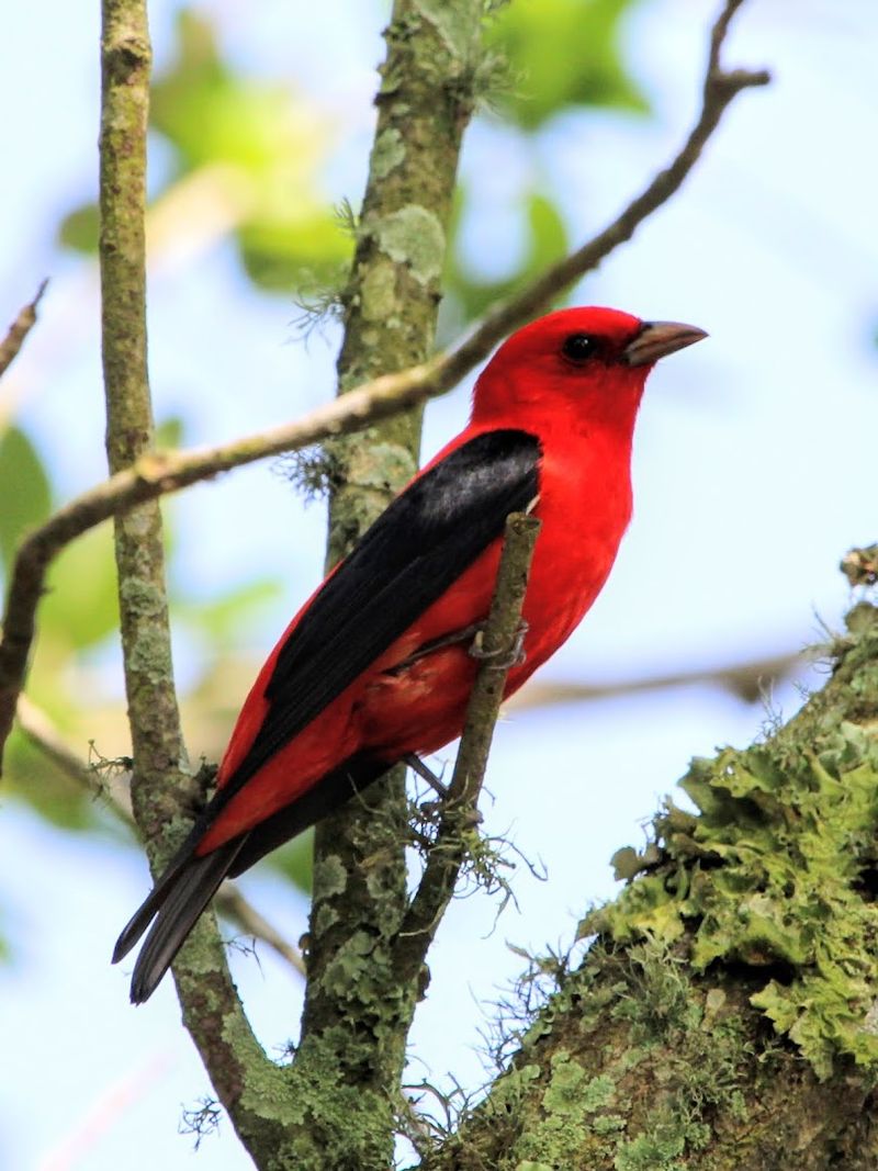 Birdwatching Tips for Getting the Most Out of Your Visit