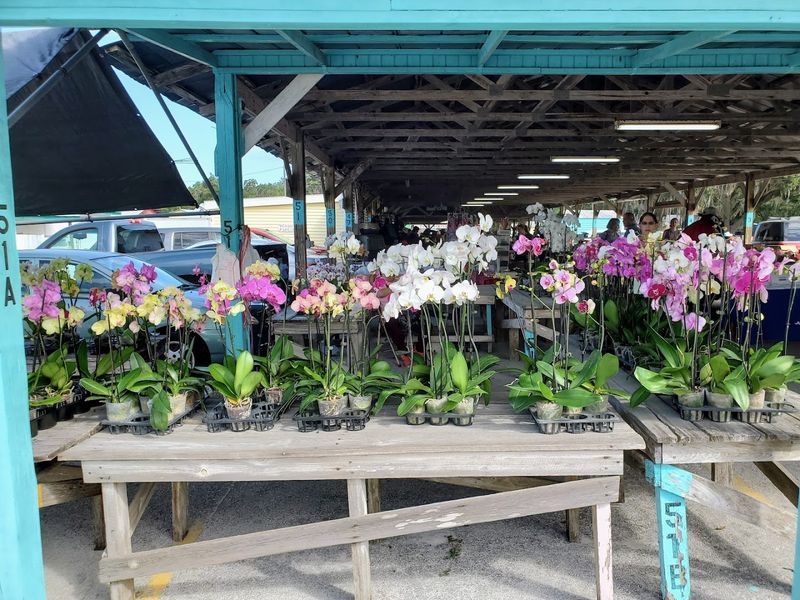 Live Chickens And Plants In The Sunshine