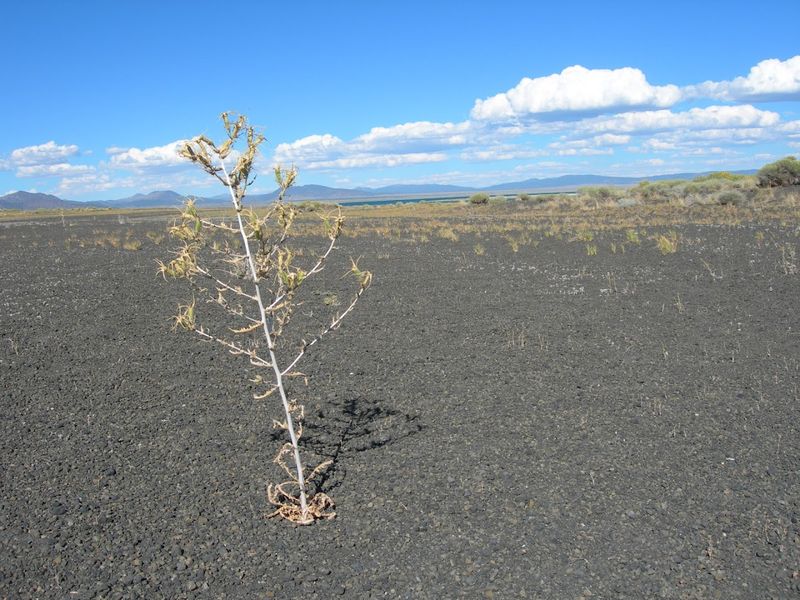 Exposed Lakebed Adds A Harder Edge To The View