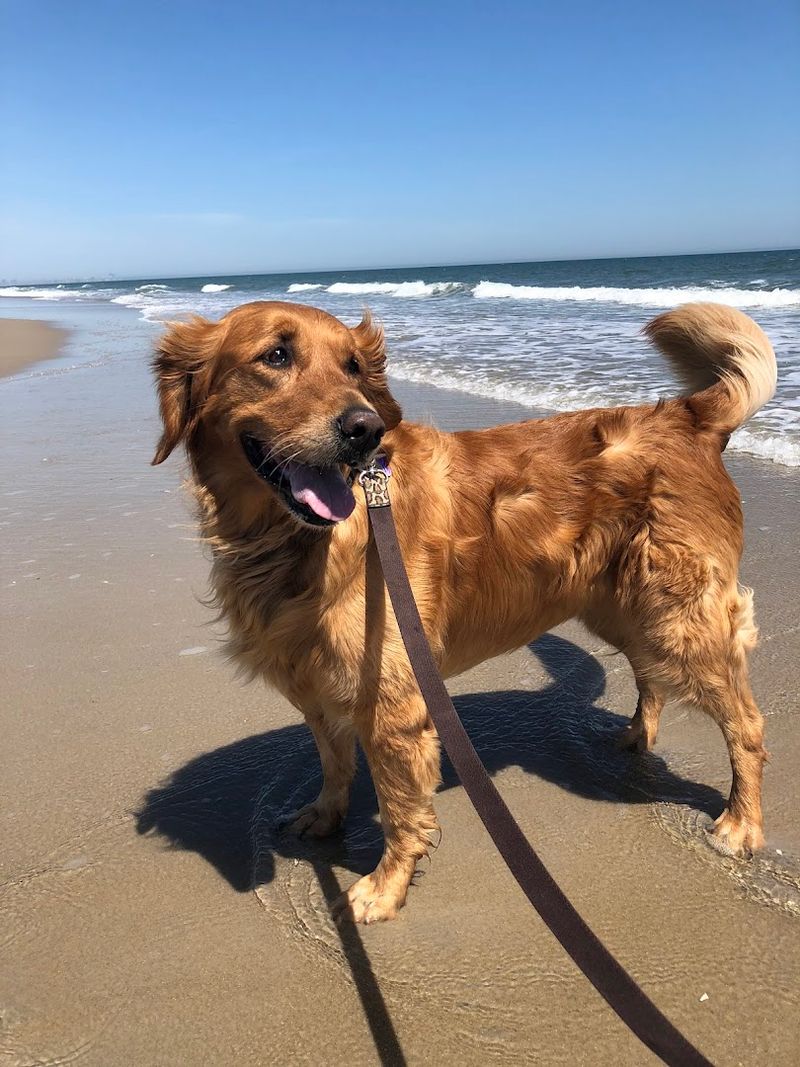 A Free, Dog-Friendly Escape From the Crowded Shore