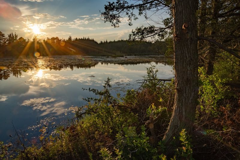 A Pine Barrens Landscape That Feels Like Nowhere Else on Earth
