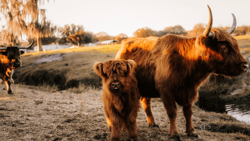 The Fluffy Hair That Defies Florida's Heat