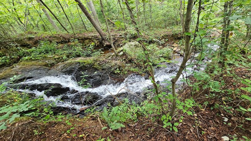 Wildlife Watching That Puts You Face to Face With Virginia Nature
