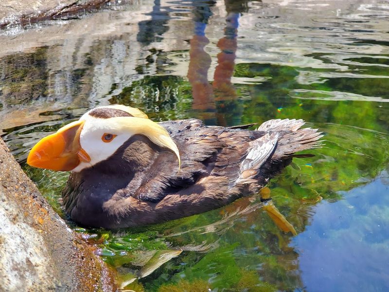 The Coastal Birds Aviary