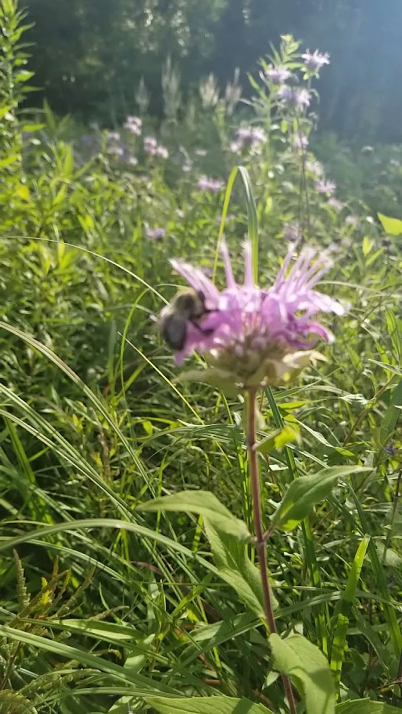 Native Pollinators and the Living Ecosystem