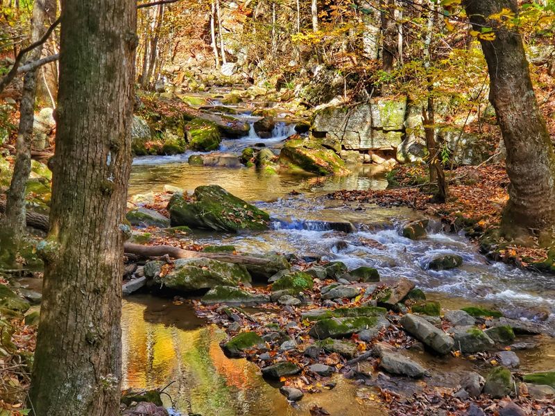 Wildlife Encounters Along the Creek Corridor