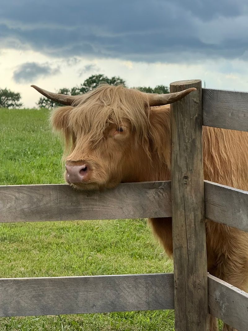 Plan Your Visit to Scarlet Springs Farm in Waterford, Virginia