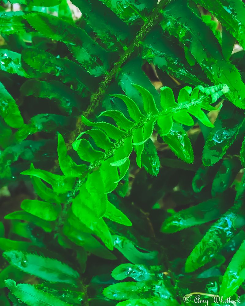 Rare Plants and Wildlife That Reward Patient Hikers