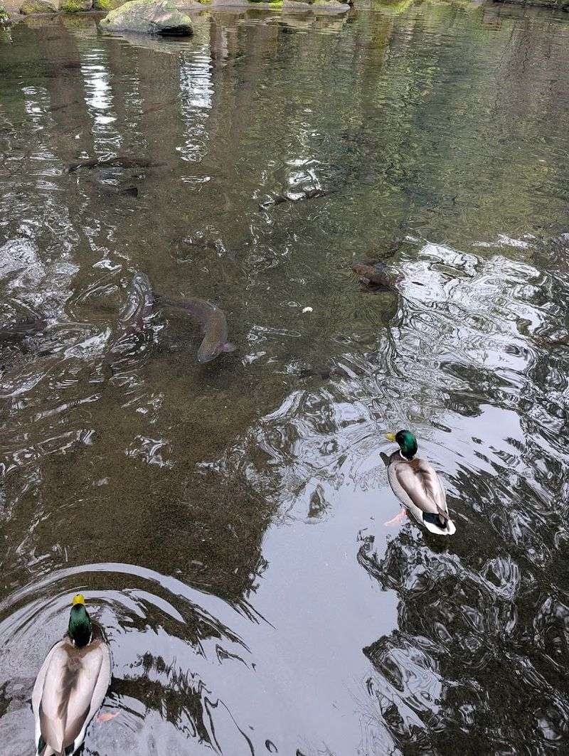 Wildlife and Waterfowl That Share the Grounds