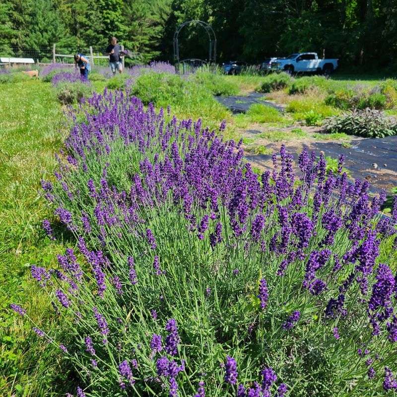 Pick-Your-Own Lavender Sessions in the Open Field