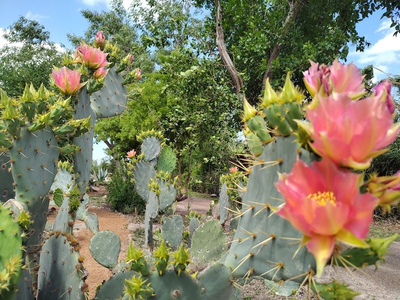 The Cactus Garden Is Surprisingly Fascinating Up Close
