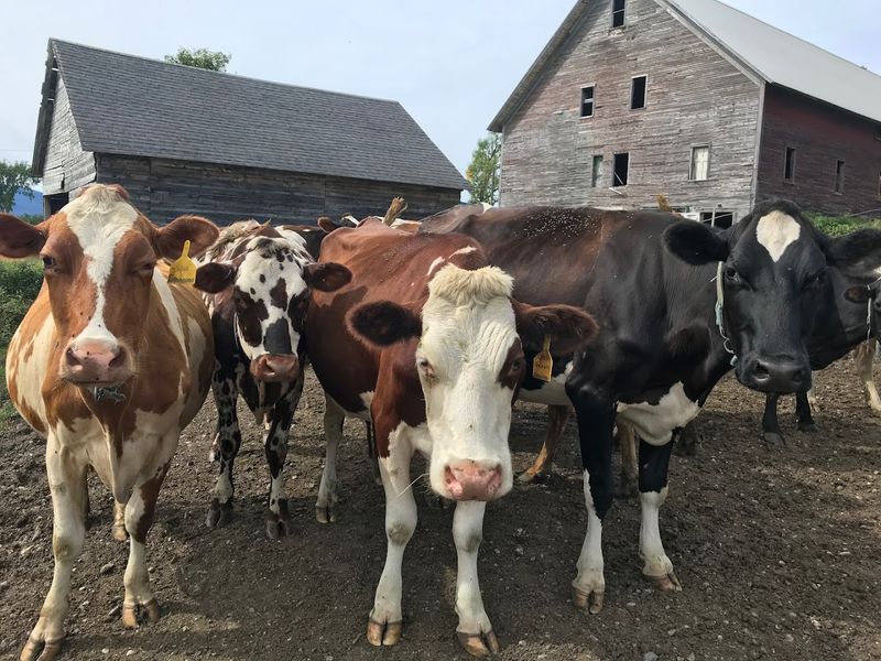 von Trapp Farmstead (Waitsfield)