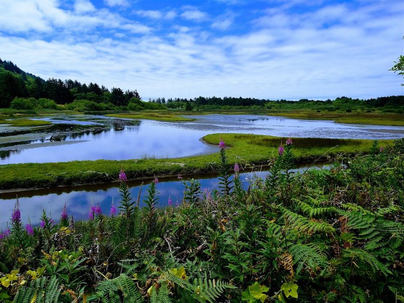 Sitka Sedge State Natural Area, Pacific City, Oregon