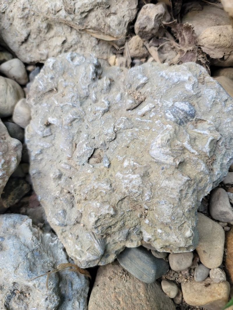 Fossil Hunting That Turns Kids Into Scientists