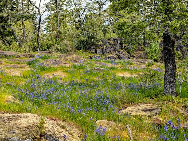Camassia Natural Area, West Linn, Willamette Valley, Oregon