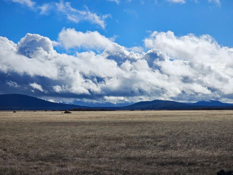 Sandhill Cranes and the Calls You Will Not Forget