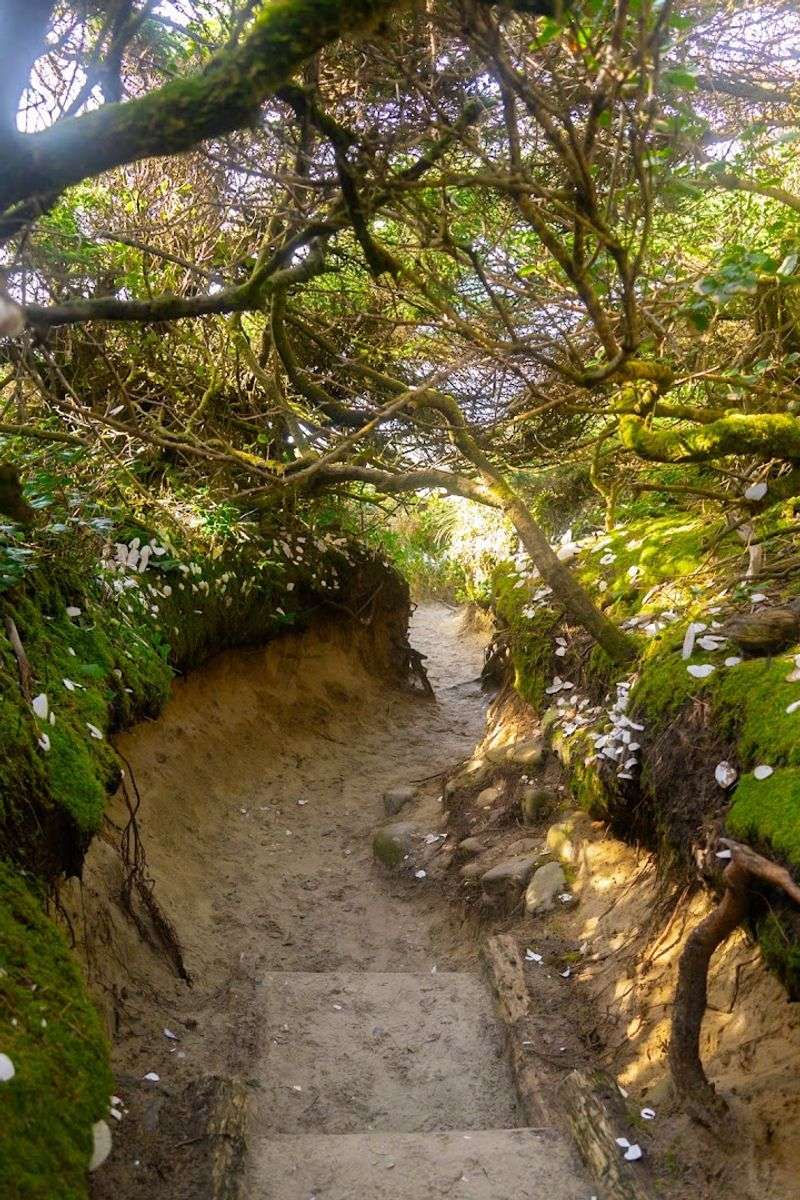 The Natural Tree Tunnel: A Living Canopy Overhead