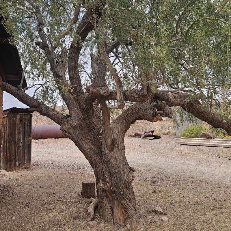 The Infamous Hanging Tree Where Frontier Justice Once Fell