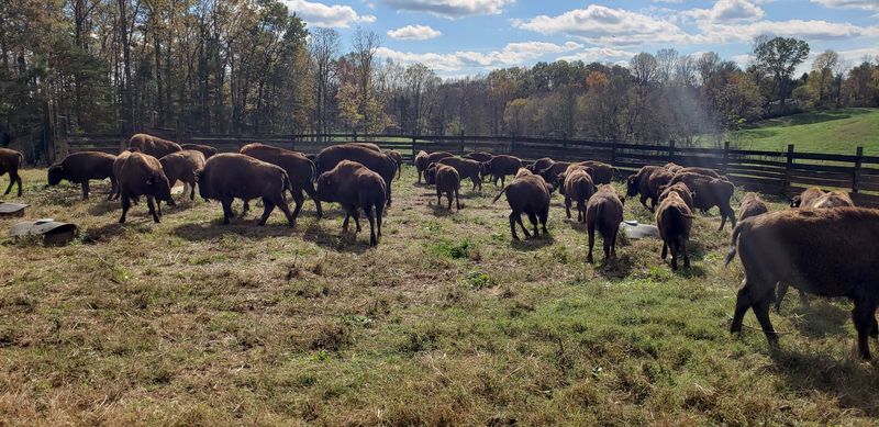Waking Up To Three Hundred Bison Outside Your Window