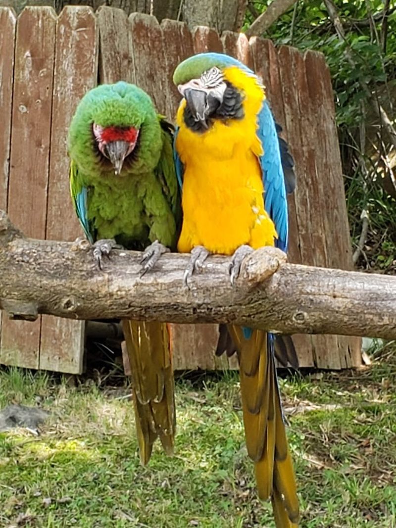 The Bird Aviary Where Feathers Fly in Every Direction