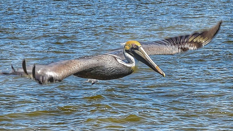 Wildlife Encounters and Natural Beauty