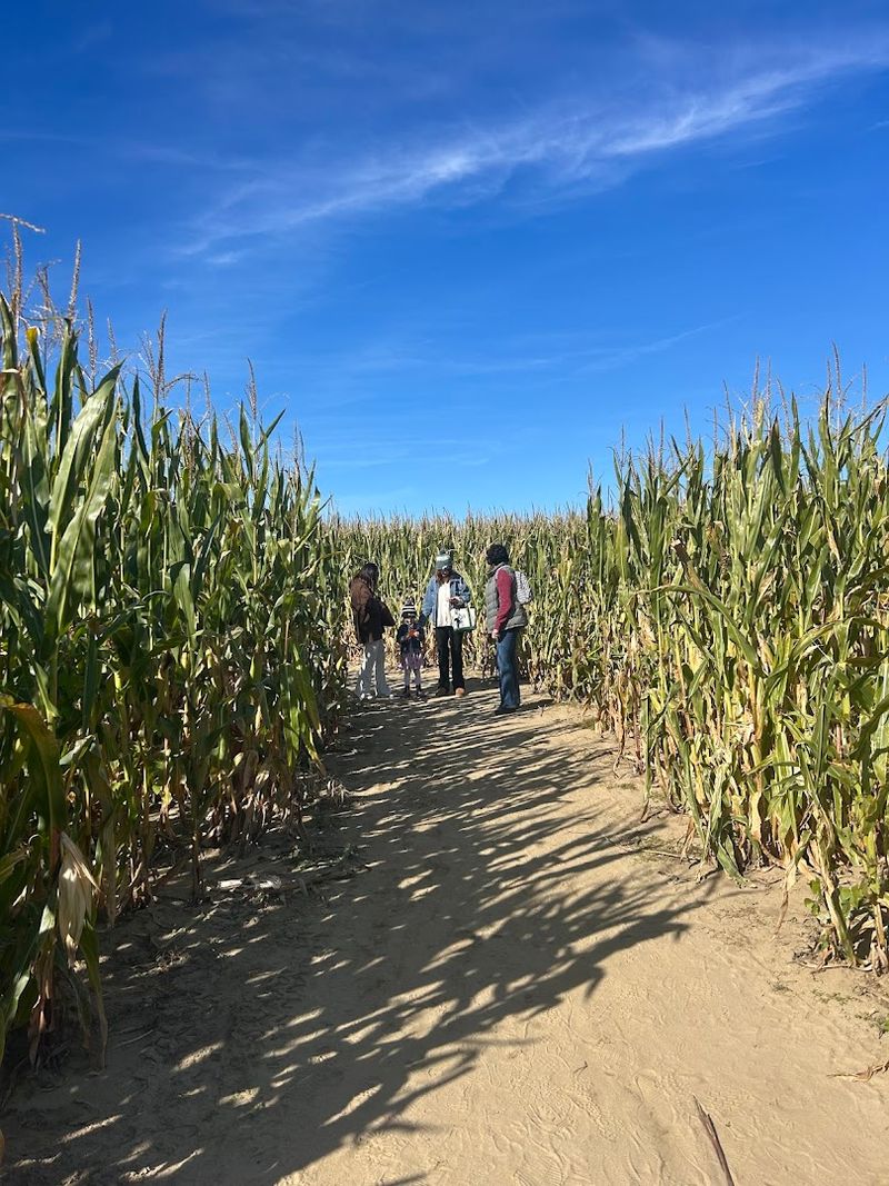 A Corn Maze and Outdoor Adventures for All Ages