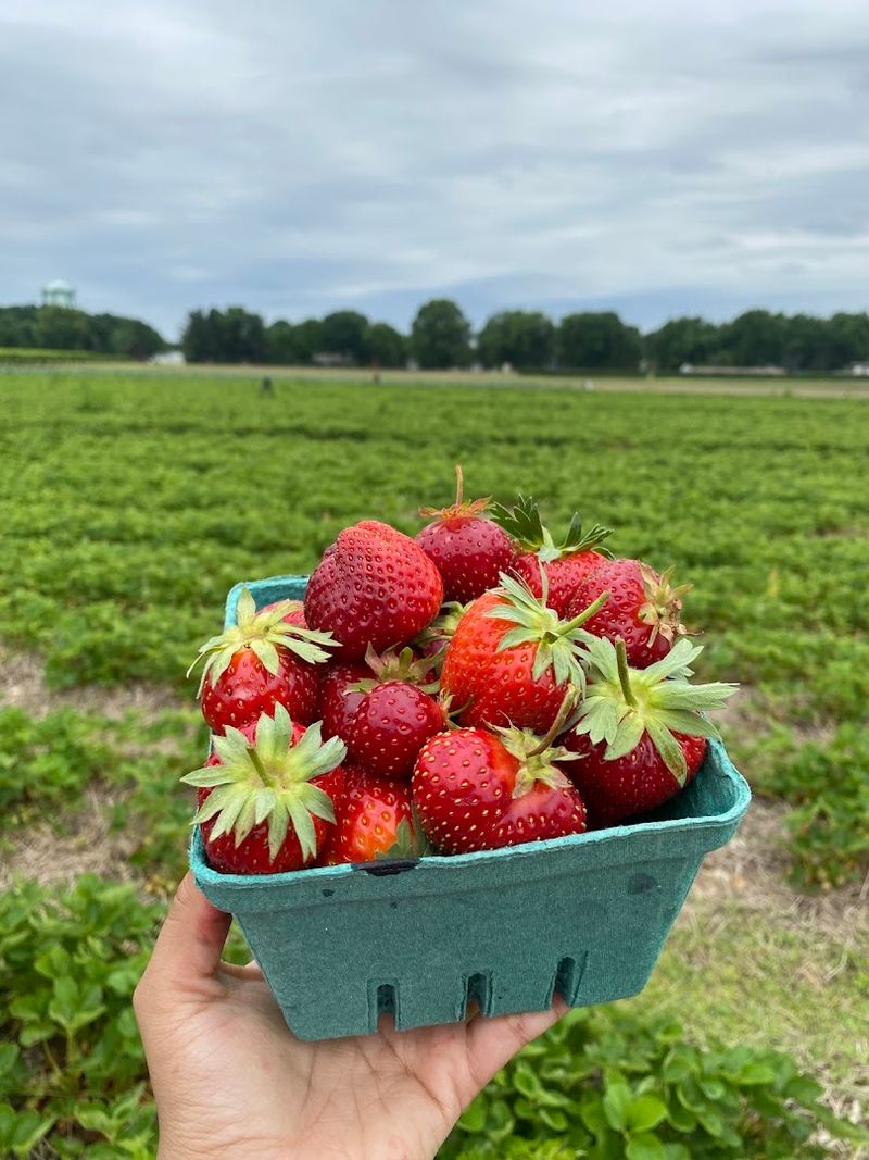 The Fruits of the Season: What to Expect When You Visit