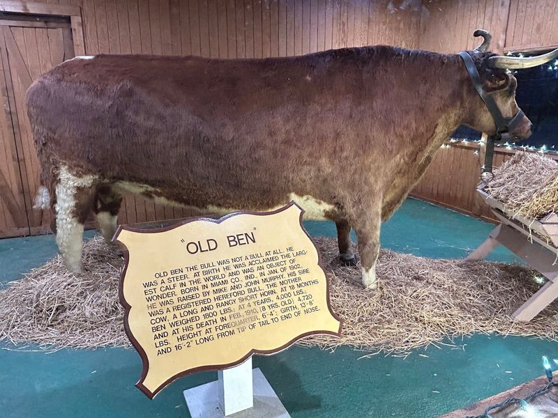 Highland Park: Old Ben and the Sycamore Stump