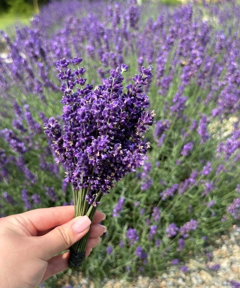 Lavender Wreath-Making and Hands-On Workshops
