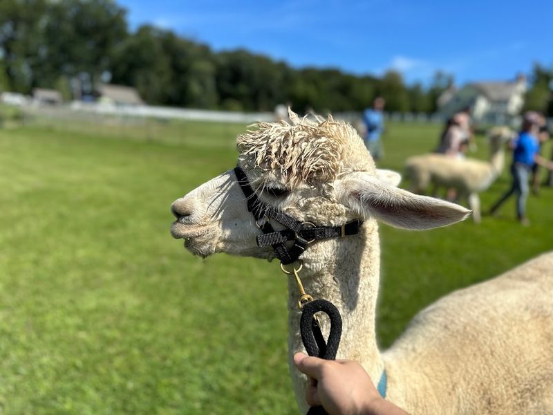 Planning Your Visit to Bluebird Farm Alpacas