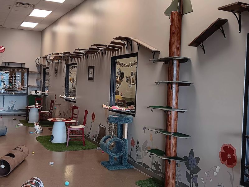 Supporting a Mission That Has Already Found Over 1,000 Cats Their Forever Homes