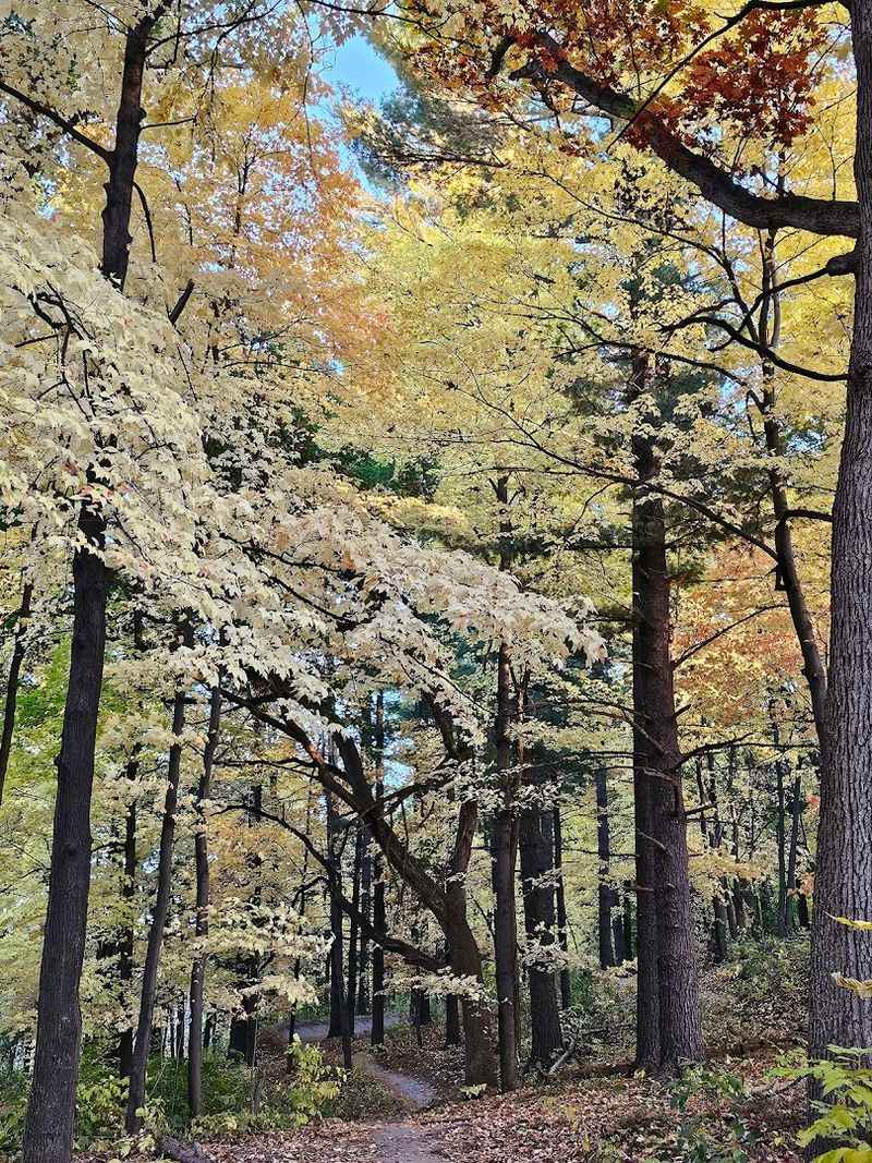 Wildlife Encounters: The Surprising Animals That Share This Trail