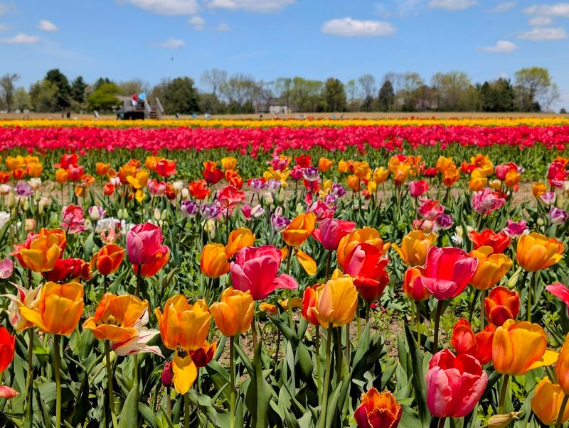 Tulip Fields Bring The Biggest Crowds